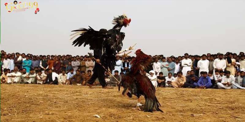 Concept of Cambodian cockfighting