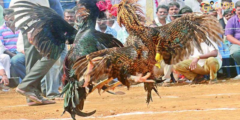 Learn the rules and regulations of Cambodian cockfighting