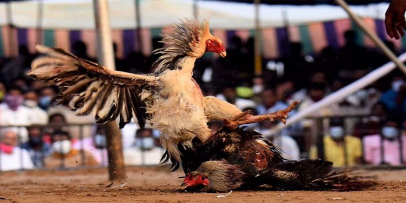 Pocket the experience of playing undefeated Cambodian cockfighting